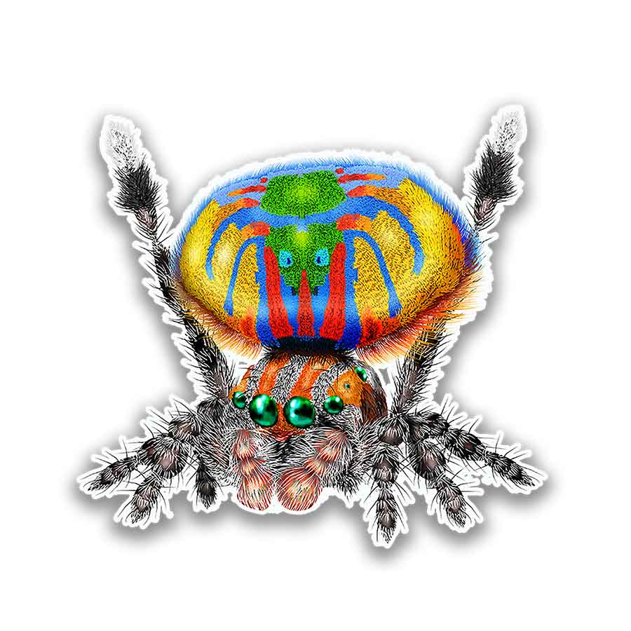 Maratus Volans Peacock Spider Die Cut Vinyl Refrigerator Magnet 3 x 3 Inches