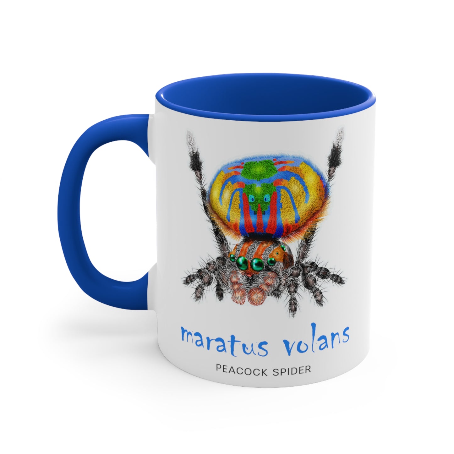 Maratus Volans Peacock Jumping Spider 11 oz. Mug has Blue Color Inside